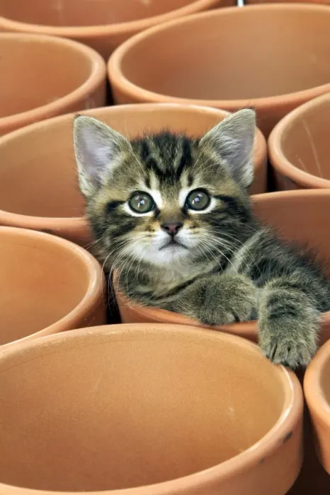 Framed Print : Kitten in flower pot Framed Print : Kitten in flower pot