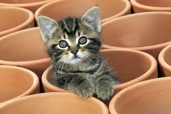Kitten in flower pot