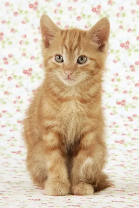 Framed Print : KITTEN. ( ginger ) Framed Print : KITTEN. ( ginger )