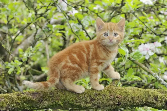 Framed Print : KITTEN. (ginger) in an apple tree Framed Print : KITTEN. (ginger) in an apple tree