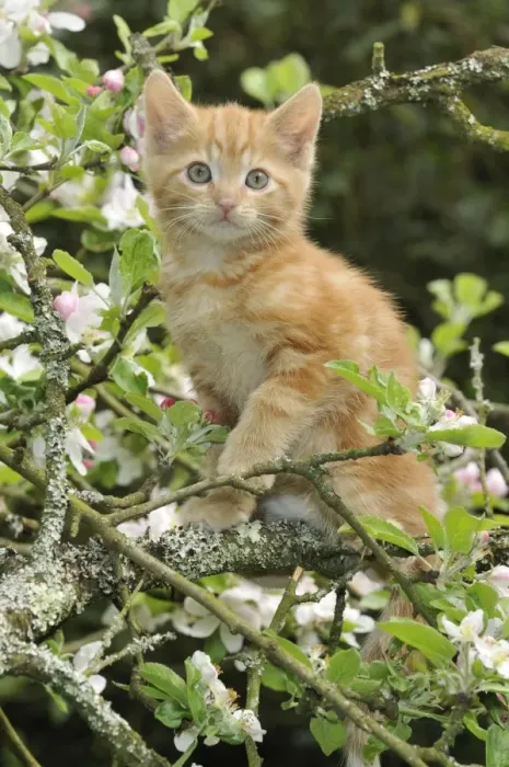 Framed Print : KITTEN. (ginger) in an apple tree Framed Print : KITTEN. (ginger) in an apple tree