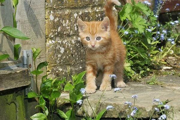 Kitten ( ginger) in the garden