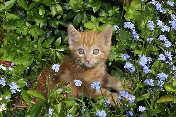 Kitten ( ginger) in the garden