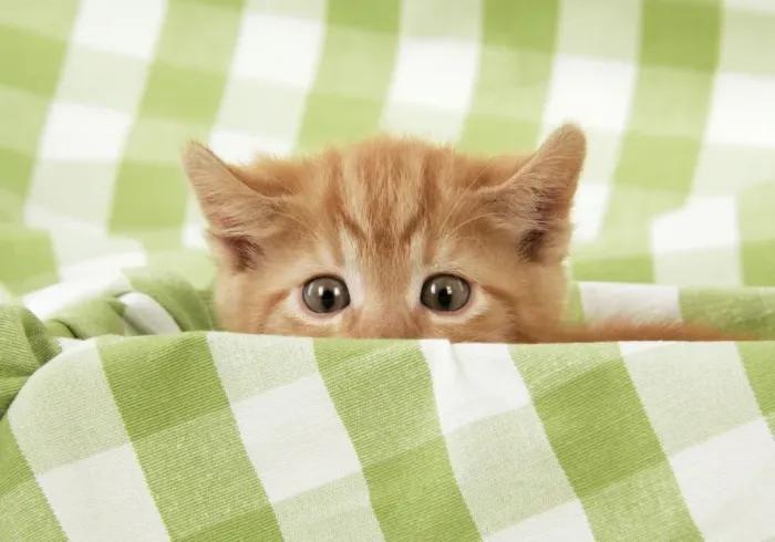 Framed Print : Kitten on green gingham Framed Print : Kitten on green gingham