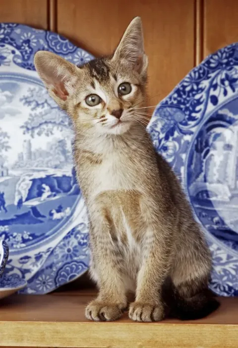Framed Print : Kitten JD 12959E On shelf with plates © John Daniels / ardea. com Framed Print : Kitten JD 12959E On shelf with plates © John Daniels / ardea. com