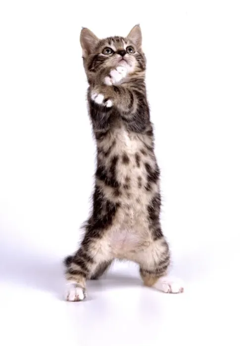 Framed Print : Kitten JD 13619 On hind legs, 55 days old © John Daniels ARDEA LONDON Framed Print : Kitten JD 13619 On hind legs, 55 days old © John Daniels ARDEA LONDON