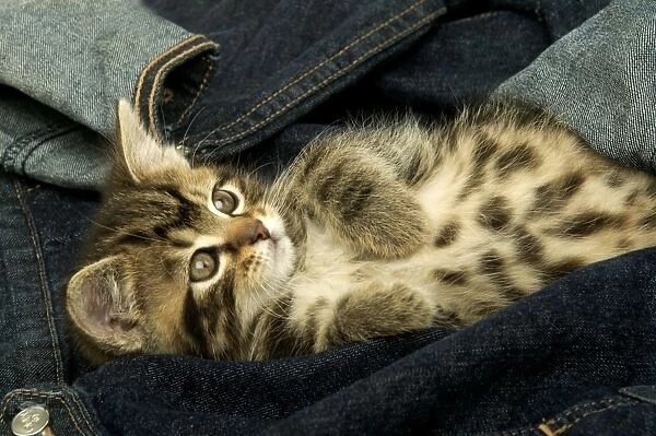 Kitten in jeans