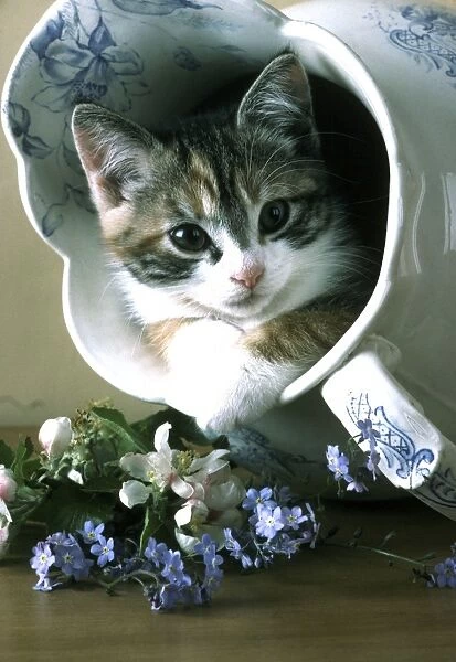 Kitten In jug
