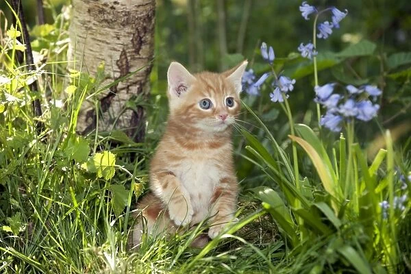 KITTEN - Kitten in bluebells