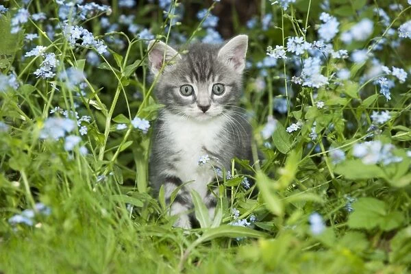 KITTEN - Kitten in garden