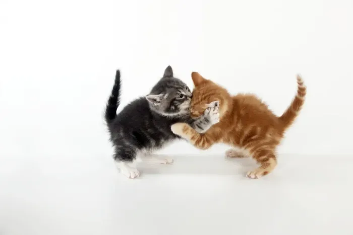 Framed Print : KITTEN - Kittens playing together Framed Print : KITTEN - Kittens playing together