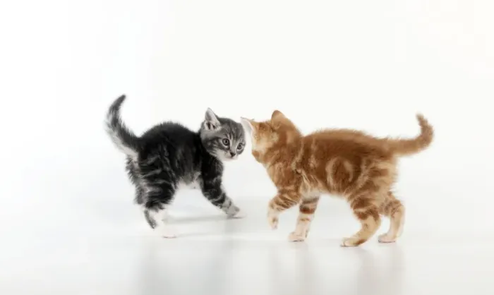 Framed Print : KITTEN - Kittens playing together Framed Print : KITTEN - Kittens playing together