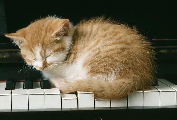 KITTEN ON PIANO-GINGER