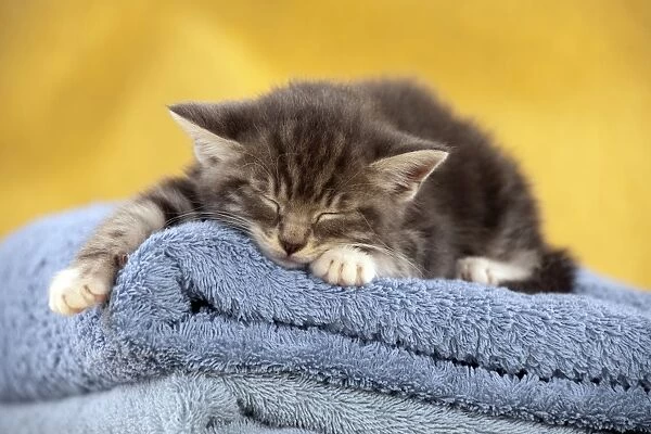 Kitten - sleeping on towels Digital Manipulation: changed towel colour