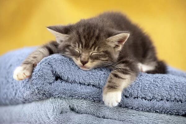 Kitten - sleeping on towels Digital Manipulation: changed towel colour