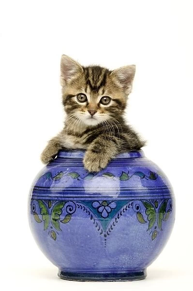 Kitten in vase