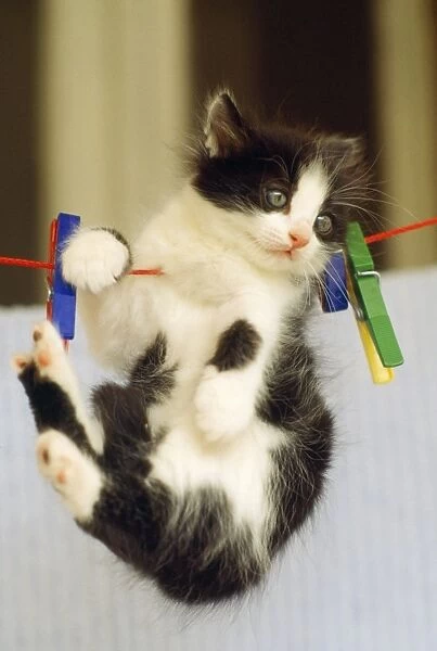 Kitten - on washing line