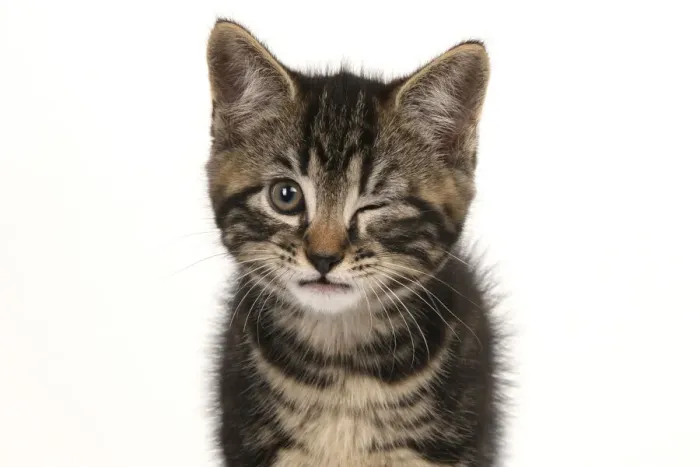 Framed Print : Kitten winking Date: 14-07-2021 Framed Print : Kitten winking Date: 14-07-2021