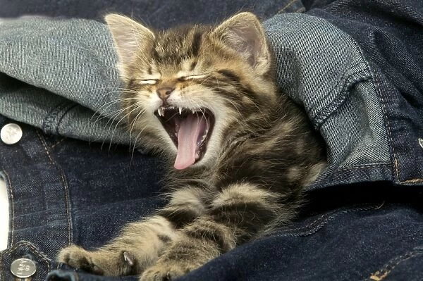 Kitten Yawning In jeans