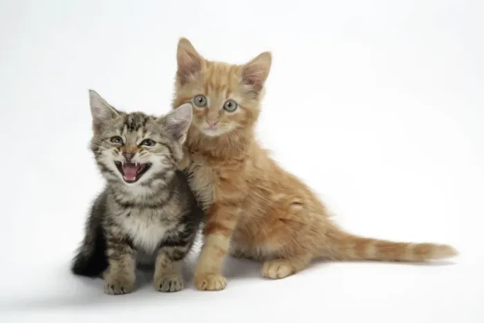 Framed Print : Two kittens