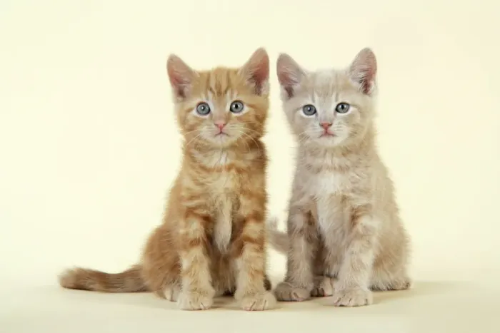 Framed Print : KITTENS. ( ginger ) Framed Print : KITTENS. ( ginger )