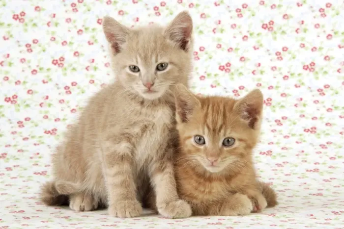 Framed Print : KITTENS. ( ginger ) Framed Print : KITTENS. ( ginger )
