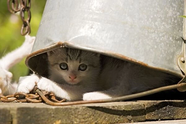 Kittens - Hiding under old metal bucket - Saxon village, Romania