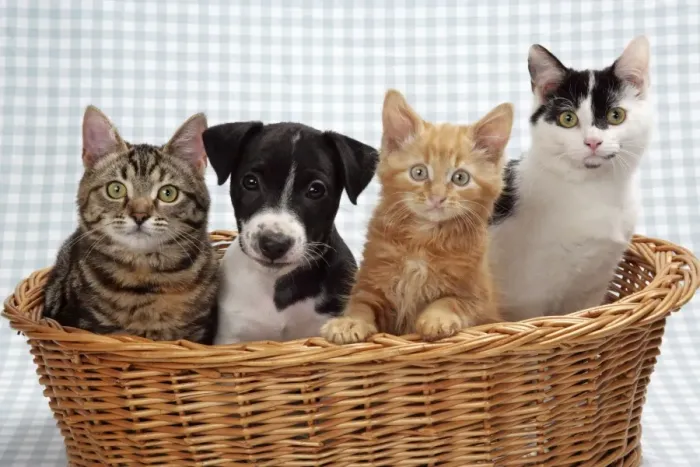 Framed Print : Three kittens and a puppy in a basket Framed Print : Three kittens and a puppy in a basket