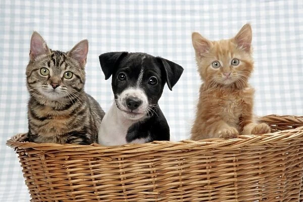 Two kittens and a puppy in a basket