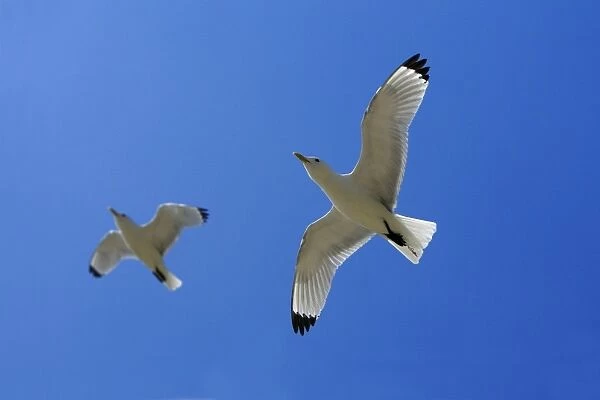 Kittiwake-2 birds in flight against blue sky, Northumberland UK