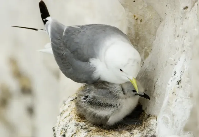 Framed Print : Kittiwake - adult and chick on the nest - South Downs - East Sussex Coast - UK Framed Print : Kittiwake - adult and chick on the nest - South Downs - East Sussex Coast - UK