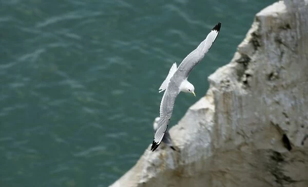 Kittiwake - adult in flight over the ocean - South Downs - East Sussex Coast - UK