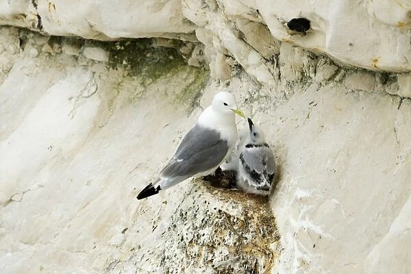 Kittiwake - adult and juvenile on the nest- the black bars are clearly visible on the neck of the juvenile - South Downs - East Sussex Coast - UK