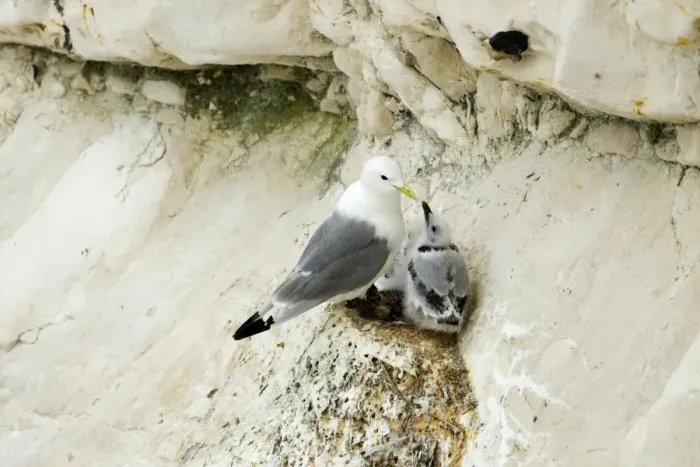 Framed Print : Kittiwake - adult and juvenile on the nest- the black bars are clearly visible on the neck of the juvenile - South Downs - East Sussex Coast - UK Framed Print : Kittiwake - adult and juvenile on the nest- the black bars are clearly visible on the neck of the juvenile - South Downs - East Sussex Coast - UK