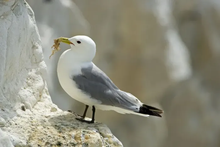 Framed Print : Kittiwake - adult on a ledge with nesting material - South Downs - East Sussex Coast - UK Framed Print : Kittiwake - adult on a ledge with nesting material - South Downs - East Sussex Coast - UK
