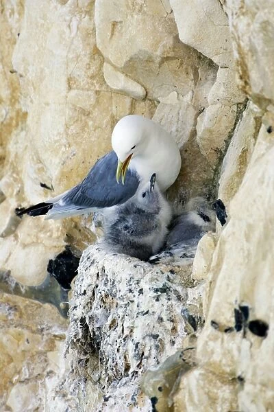 Kittiwake - adult on the nest with two chicks - South Downs - East Sussex Coast - UK