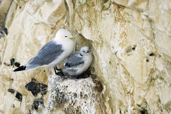 Kittiwake - adult on the nest with a single juvenile - South Downs - East Sussex Coast - UK