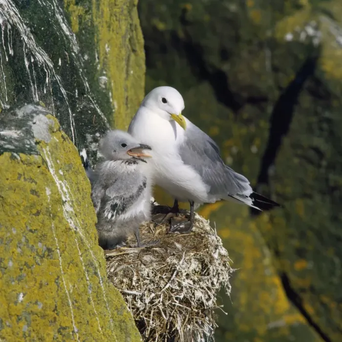 Framed Print : Kittiwake - adult at nest with young Framed Print : Kittiwake - adult at nest with young