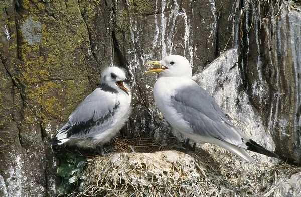 Kittiwake - adult & young on nest. UK