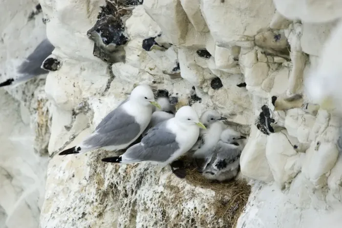 Framed Print : Kittiwake - adults and chicks on a rock ledge - South Downs - East Sussex Coast - UK Framed Print : Kittiwake - adults and chicks on a rock ledge - South Downs - East Sussex Coast - UK