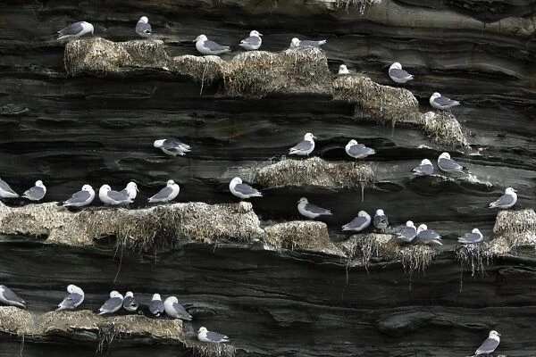 Kittiwake-birds in nesting colony on coastal cliff, Northumberland UK
