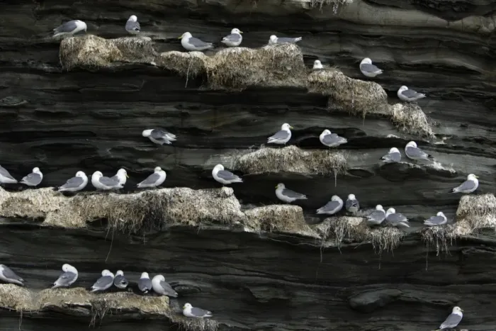 Framed Print : Kittiwake-birds in nesting colony on coastal cliff, Northumberland UK Framed Print : Kittiwake-birds in nesting colony on coastal cliff, Northumberland UK