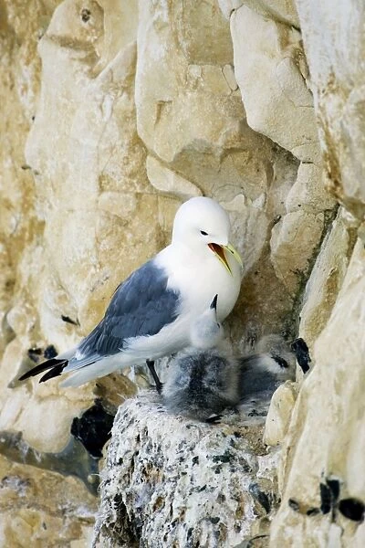 Kittiwake - chick begging for food from an adult on the nest - South Downs - East Sussex Coast - UK