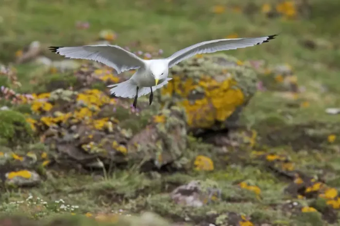 Framed Print : Kittiwake - Coming in to land Fowlsheugh RSPB Reserve, Grampian, UK BI010064 Framed Print : Kittiwake - Coming in to land Fowlsheugh RSPB Reserve, Grampian, UK BI010064