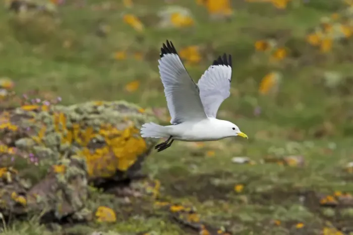 Framed Print : Kittiwake - In flight Fowlsheugh RSPB Reserve, Grampian, UK BI010067 Framed Print : Kittiwake - In flight Fowlsheugh RSPB Reserve, Grampian, UK BI010067