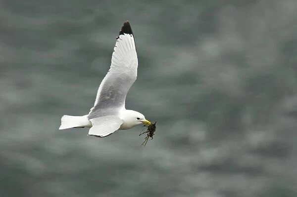 Kittiwake - In flight with nesting material Fowlsheugh RSPB Reserve, Grampian, UK BI010054