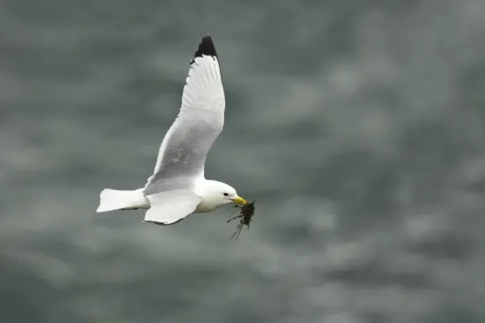 Framed Print : Kittiwake - In flight with nesting material Fowlsheugh RSPB Reserve, Grampian, UK BI010054 Framed Print : Kittiwake - In flight with nesting material Fowlsheugh RSPB Reserve, Grampian, UK BI010054