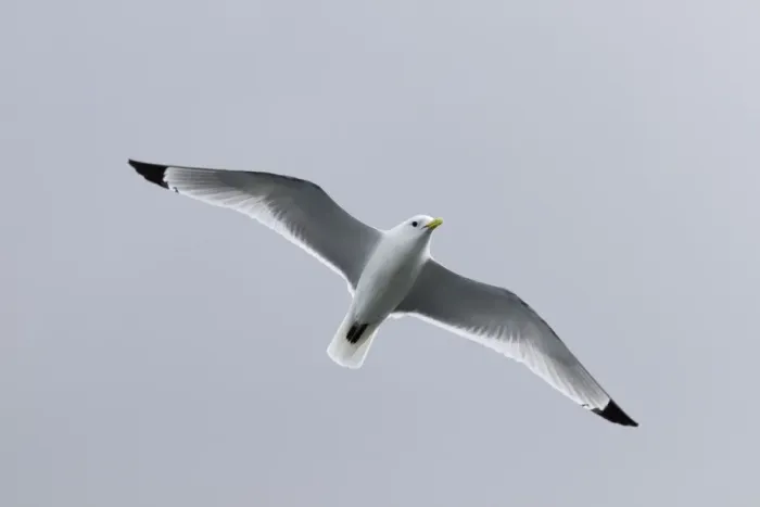 Framed Print : Kittiwake in flight - Scotland - UK Framed Print : Kittiwake in flight - Scotland - UK
