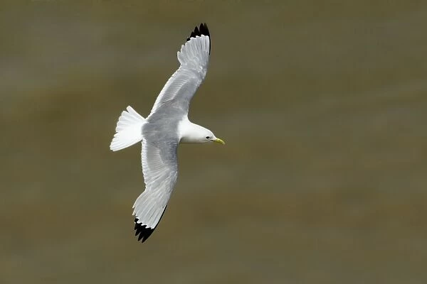 Kittiwake - in flight seen from above flying over tidal waters - South Downs - East Sussex Coast - UK