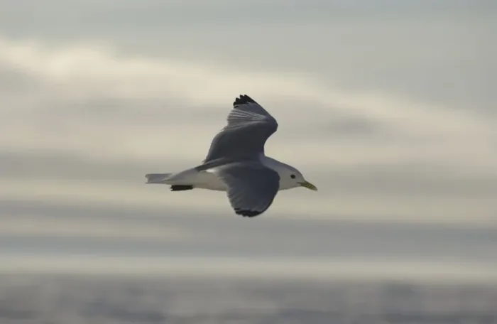 Framed Print : Kittiwake In flight Spitzbergen Framed Print : Kittiwake In flight Spitzbergen